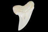 Fossil Shark (Carcharodon planus) Tooth - Sharktooth Hill, CA #94681-1